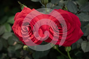 Rose flowers for nature Background.