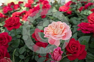 Rose flowers for nature Background.