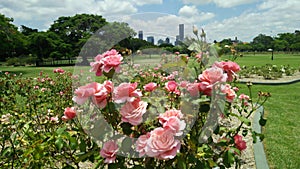 Rose flowers in New Farm Park, Brisbane Australia