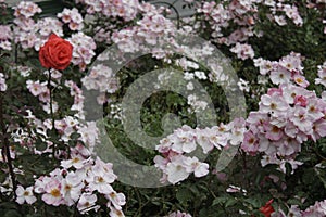 A rose between flowers