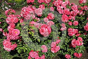 Rose flowers, pink. A carpet of roses on a background of bright greenery.