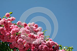 Rose flowers in pink color on a blue background