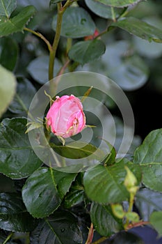 ROSE FLOWERS AND PLANTS
