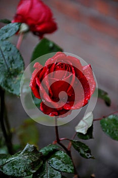 ROSE FLOWERS AND PLANTS IN KASTRUP