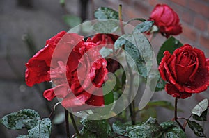 ROSE FLOWERS AND PLANTS IN KASTRUP