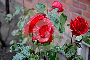 ROSE FLOWERS AND PLANTS IN KASTRUP