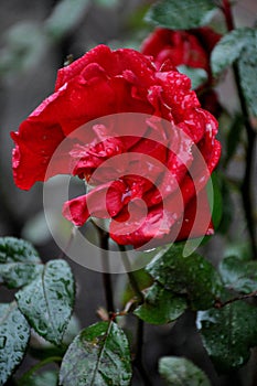 ROSE FLOWERS AND PLANTS IN KASTRUP