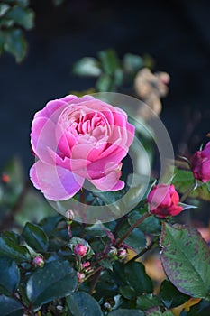 ROSE FLOWERS AND PLANTS IN KASTRUP