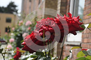 Rose flowers and  plants in Kastrup Copenhagen Denmark