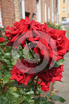 Rose flowers and  plants in Kastrup Copenhagen Denmark