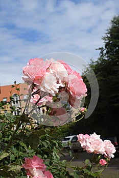Rose flowers and  plants in Kastrup Copenhagen Denmark