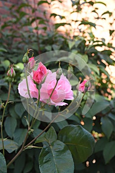 Rose flowers and  plants in Kastrup Copenhagen Denmark