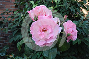 Rose flowers and  plants in Kastrup Copenhagen Denmark