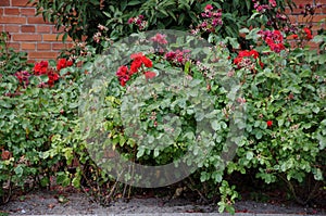 Rose flowers and  plants in Kastrup Copenhagen Denmark