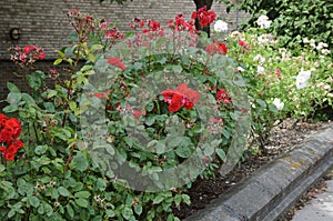 Rose flowers and  plants in Kastrup Copenhagen Denmark