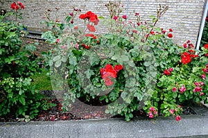 Rose flowers and  plants in Kastrup Copenhagen Denmark