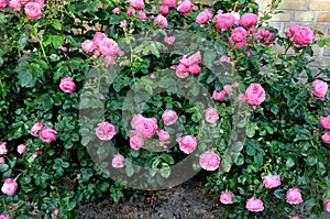 Rose flowers and plants in Kastrup Copenhagen Denmark