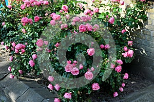 Rose flowers and plants in Kastrup Copenhagen Denmark