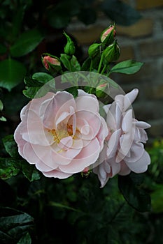 Rose flowers and plants in Kastrup Copenhagen Denmark photo