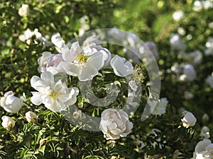 Rose flowers, Rosa Midsummer Pride, historical Finnish cultivar