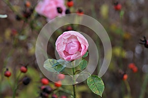 Rose flowers and rose plants in Kastrup in Danish capital