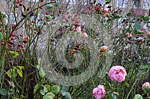 Rose flowers and rose plants in Kastrup in Danish capital