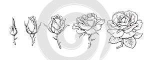Rose flowers set. Stages of rose blooming from closed bud to fully open flower. Hand drawn sketch style vector
