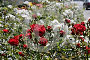 Rose flowers in various colour in garden