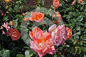 Rose flowers in various colour in garden