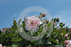 Rose flowers in various colour in garden