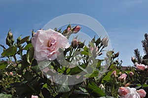 Rose flowers in various colour in garden