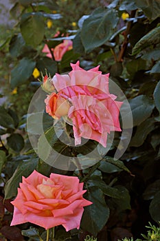 Rose flowers in various colour in garden