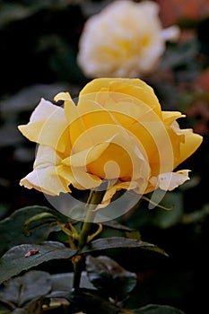 Rose flowers in various colour in garden