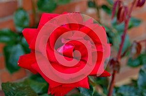 Rose flowers in various colour in garden