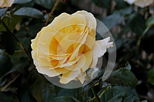 Rose flowers in various colour in garden