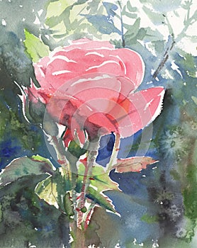 Rose flowers watercolor illustration. Delicate bouquet.