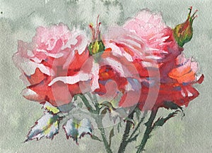 Rose flowers watercolor illustration. Delicate bouquet.