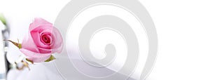Rose flowr on white. Horizontal nature background