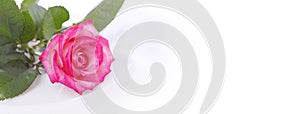 Rose flowr on white. Horizontal nature background