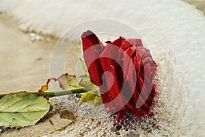 Rose in the foam of a wave, symbol