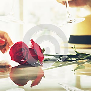 Rose Fresh Bloom Blossom Garden Love Passion Concept