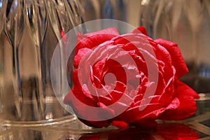 Rose in Front of Upside Down Wine Glasses