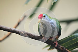 Rose-fronted pigeon photo