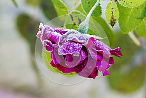 A rose in frost.