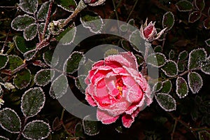 Rose in the frost