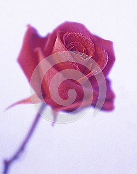 Rose with frosted petals on white backround