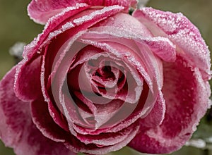 A rose frozen in crystals of frost on very soft selective focus background.