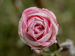 A rose frozen in crystals of frost on very soft selective focus background.