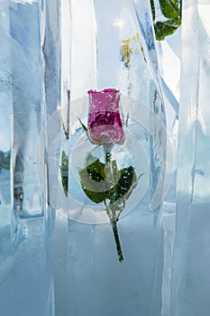 Rose frozen in ice, close-up. The background of a red rose flower in an ice cube with an air bubble.