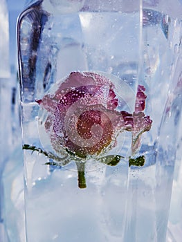 Rose frozen in ice, close-up. The background of a red rose flower in an ice cube with an air bubble.